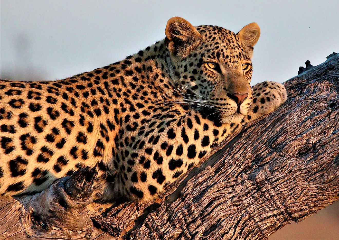Leopard relaxing on a tree branch. Image Credits: van der merwe 123 via Shutterstock
