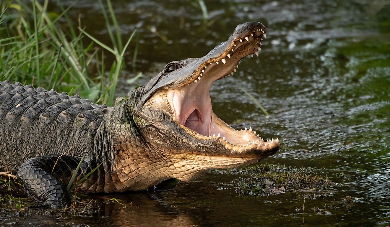 Wild American alligator with its mouth open