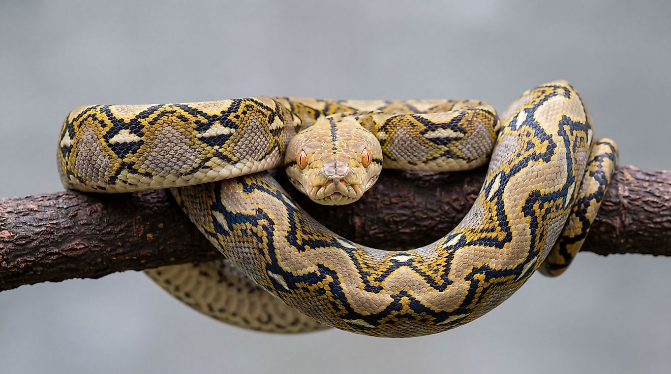 Reticulated python (Credit: JLugonStudio via Shutterstock)