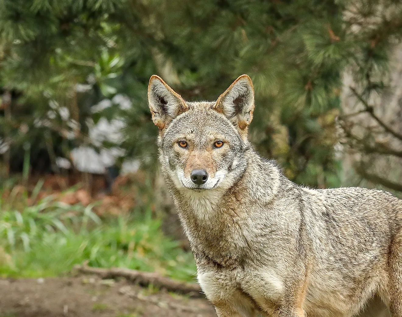 Young Red wolf (Canis rufus)