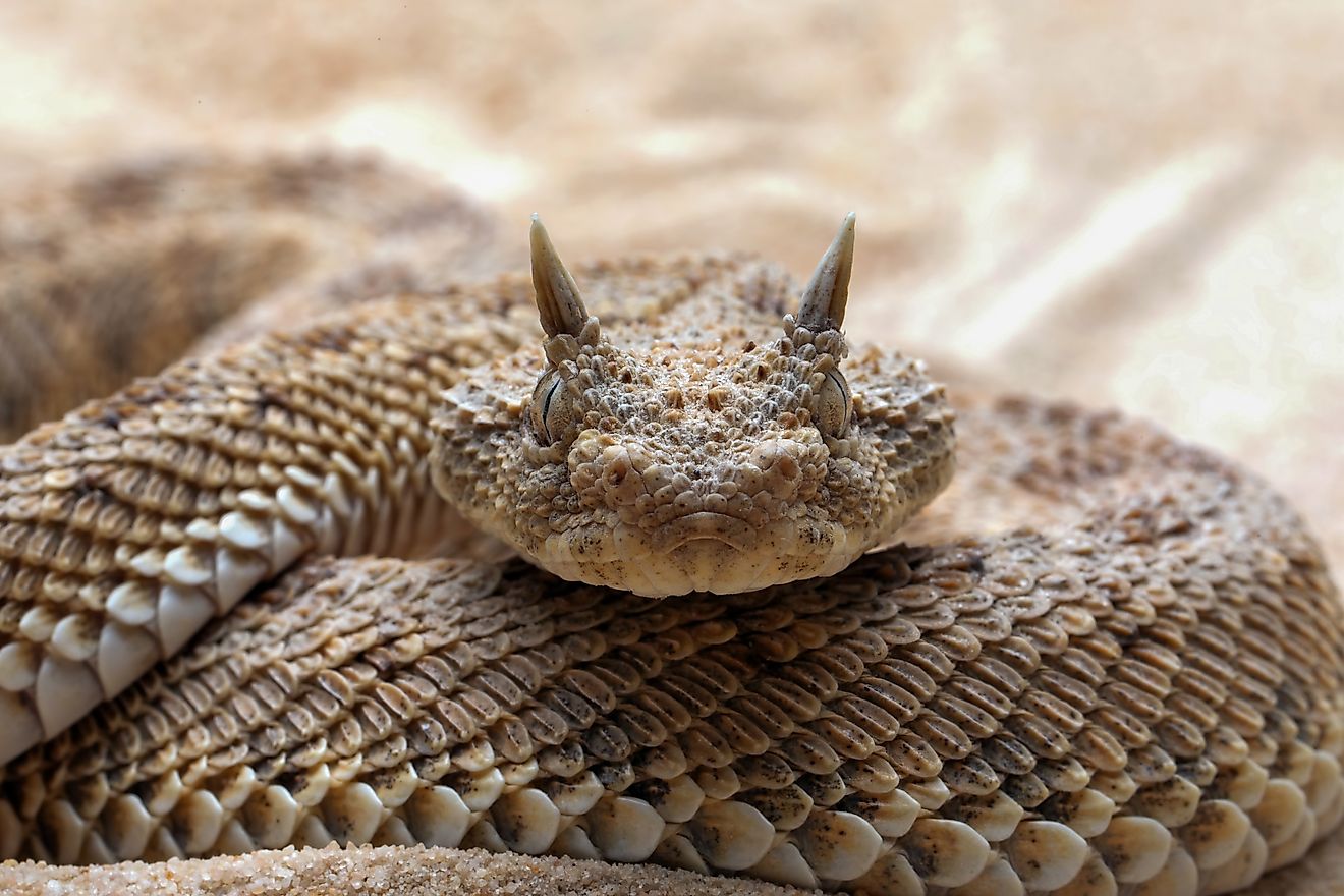 A Saharan horned viper (Cerastes cerastes)