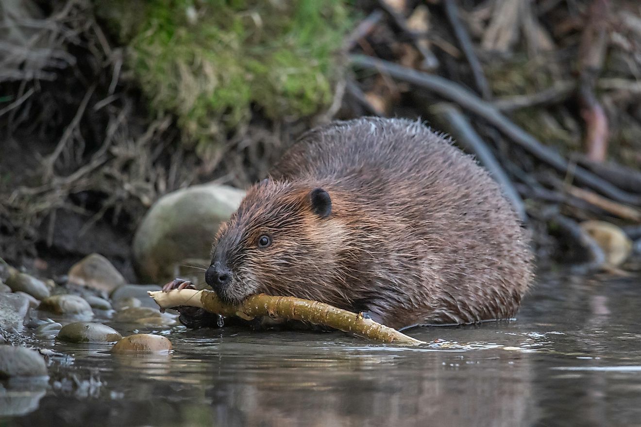 Closeup eye level portrait of a beaver feeding on a tree branch
