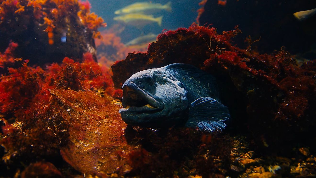 An Atlantic wolffish (Anarhichas lupus)