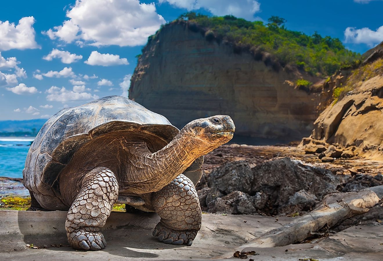 Galapagos tortoise, Galapagos Islands, Ecuador.