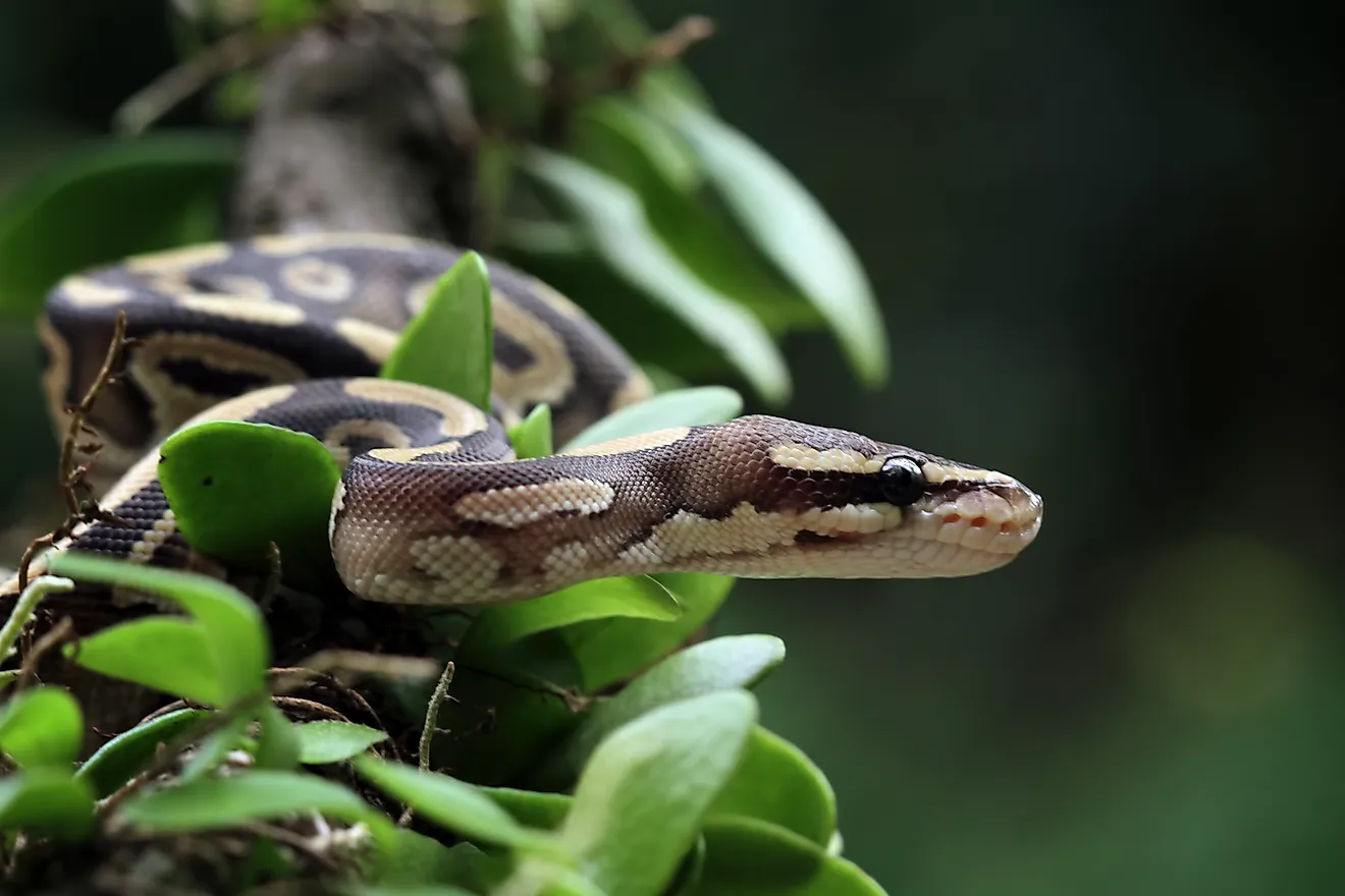 Ball python snake close up on a tree. 