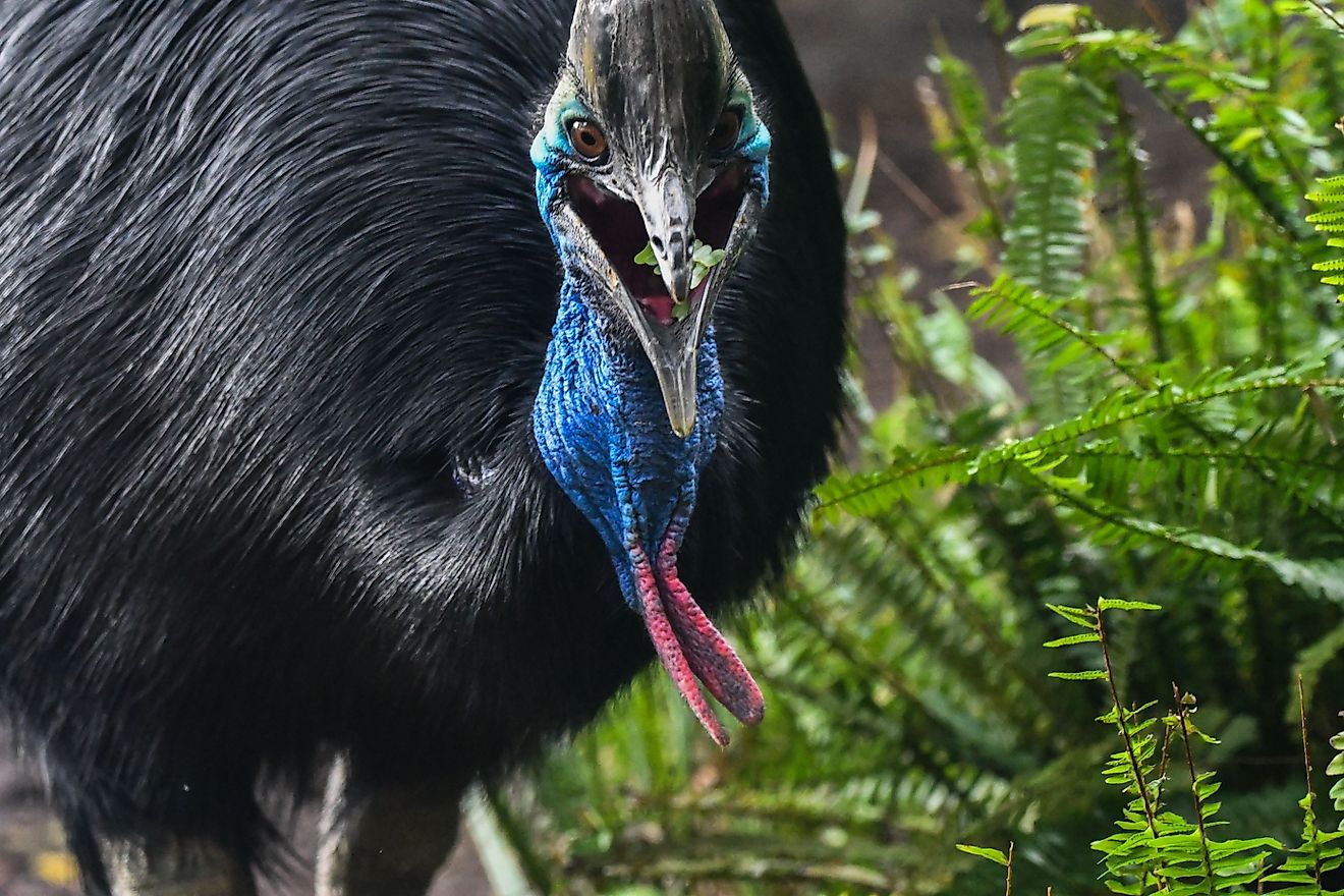 A southern cassowary (Casuarius casuarius). Via Shutterstock / Wirestock Creators.