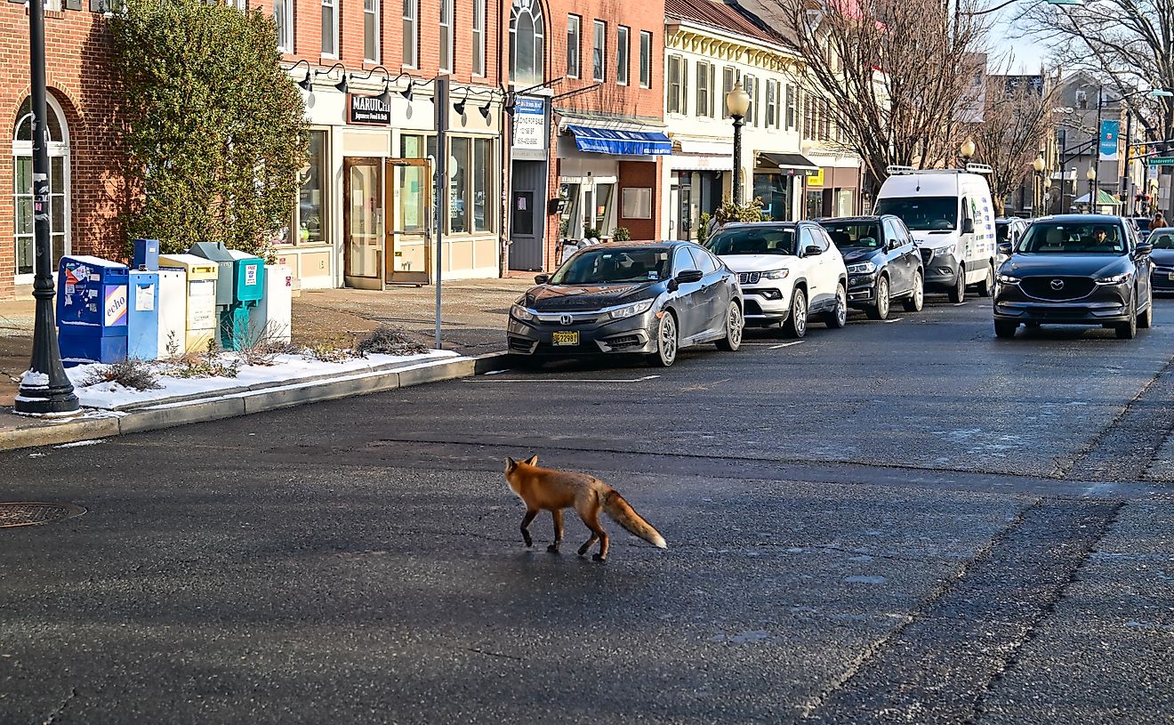 he red fox Vulpes vulpes, animal running through city streets in winter, New Jersey, US. Editorial credit: Sergey Demo SVDPhoto / Shutterstock.com