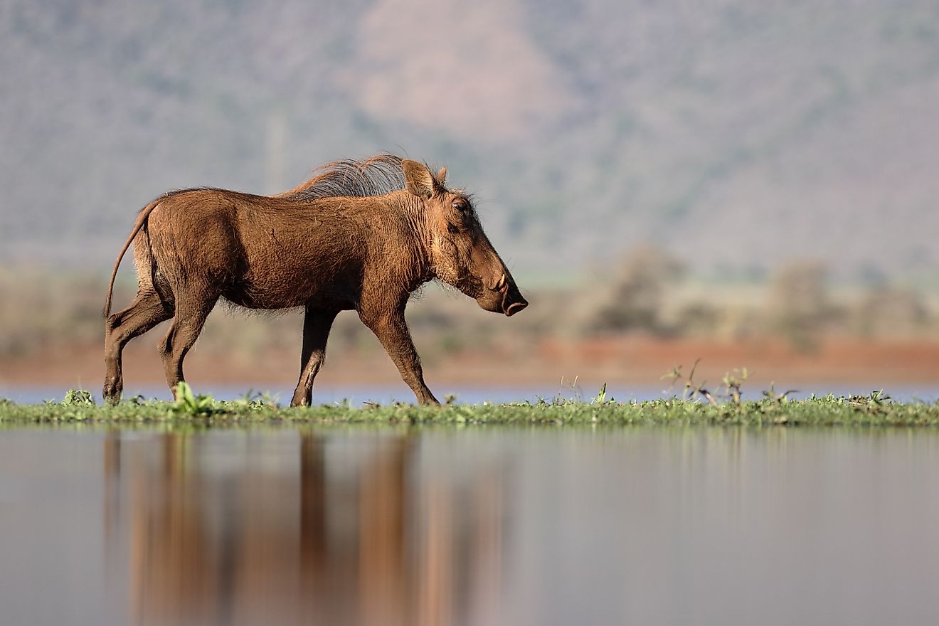 Warthog, Phacochoerus aethiopicus. 