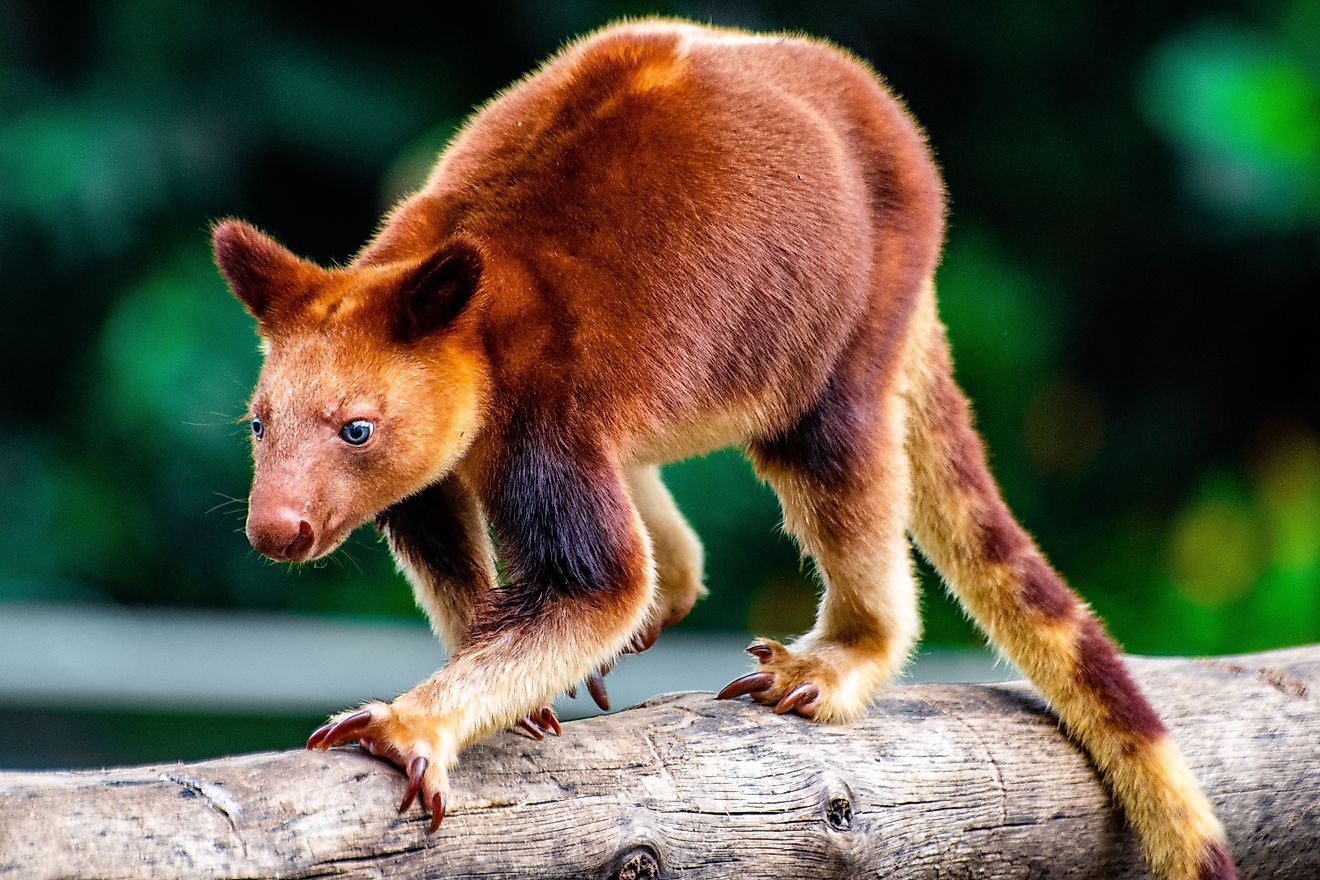 As the name suggests, the tree kangaroo is an arboreal marsupial. 