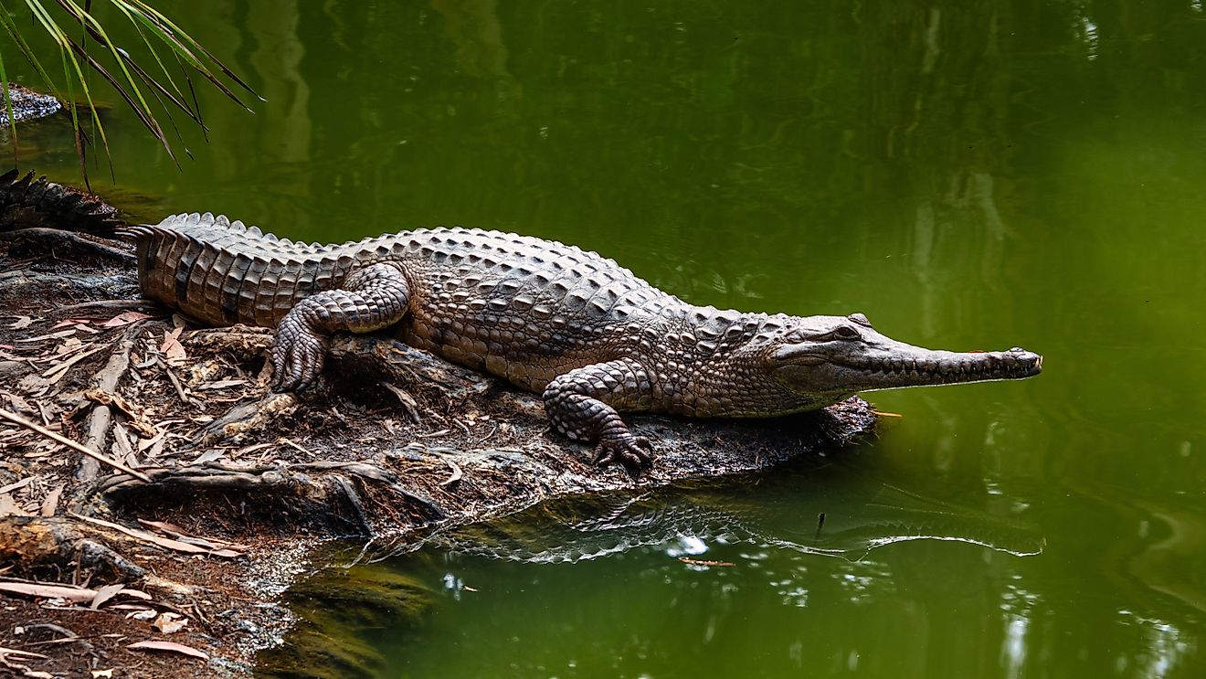 View of a freshwater crocodile along water.