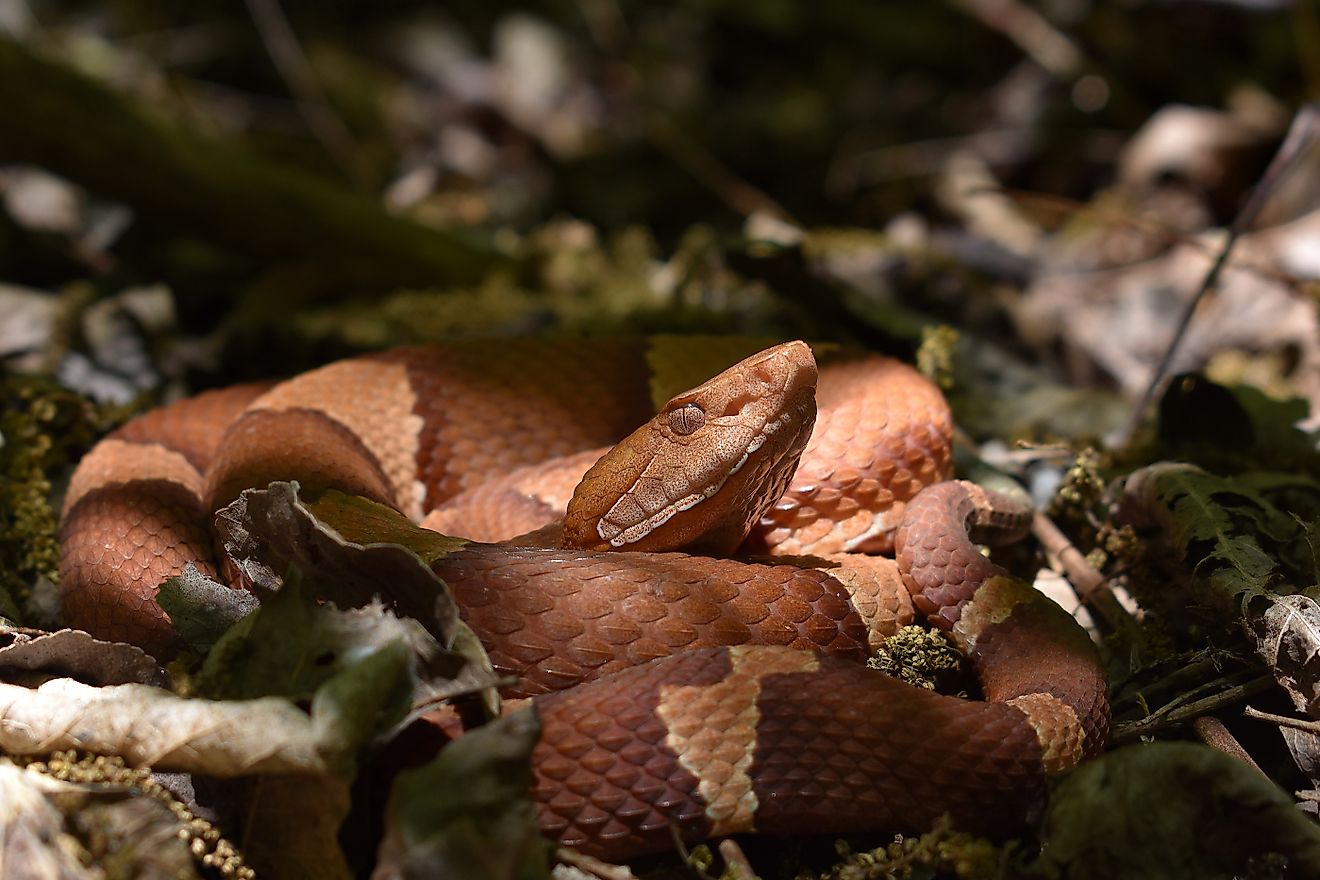 Broad-banded copperhead