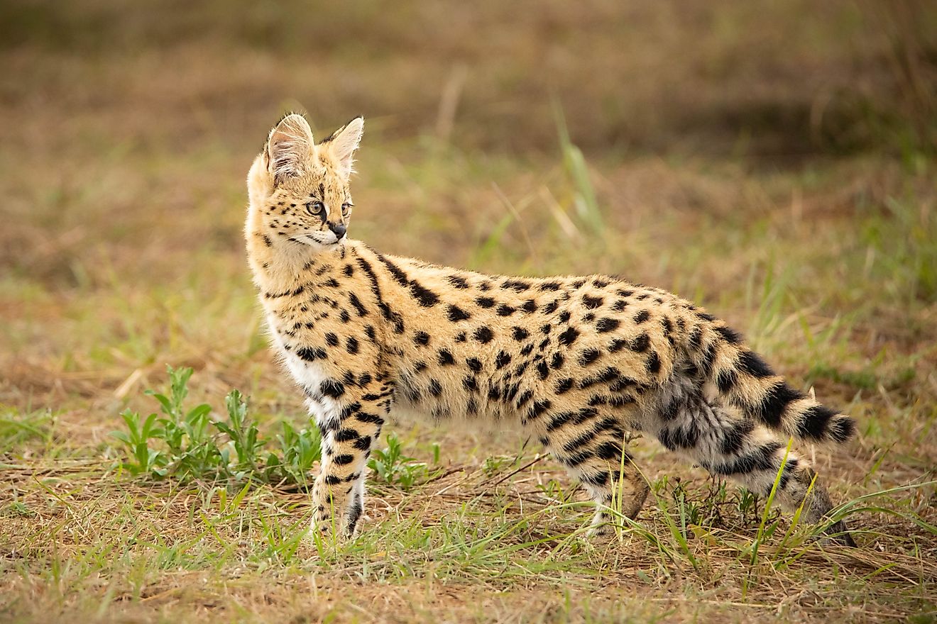 A closeup of a Serval. 