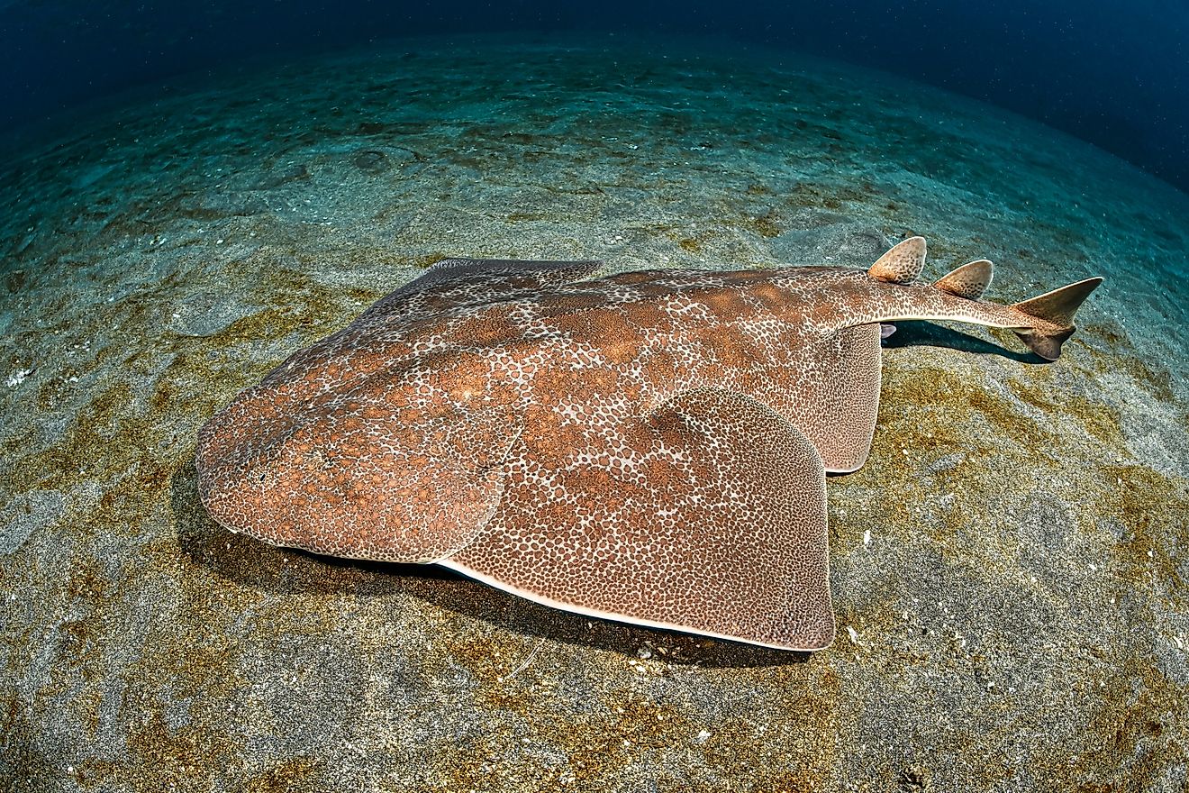 An angel shark (Squatina squatina)