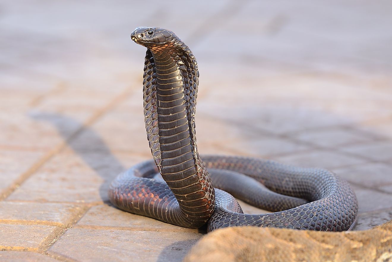 Egyptian cobra (Naja haje)