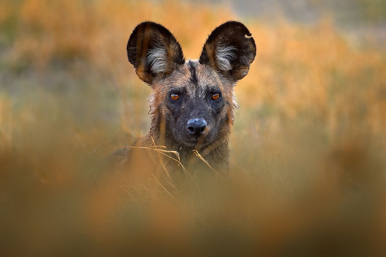An African wild dog peering through the bush.