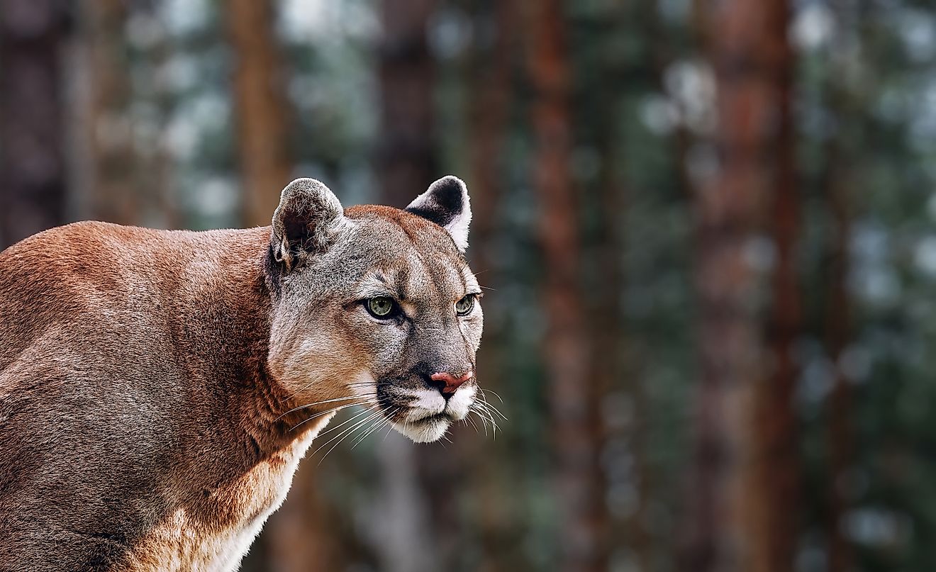 Portrait of Beautiful Mountain Lion. 