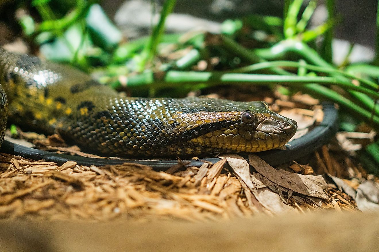 A closeup shot of a green anaconda snake.