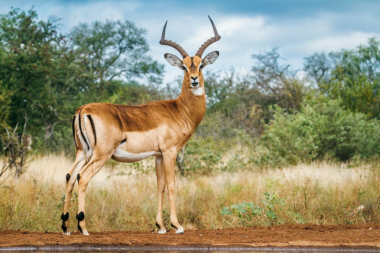 An impala (Aepyceros melampus)
