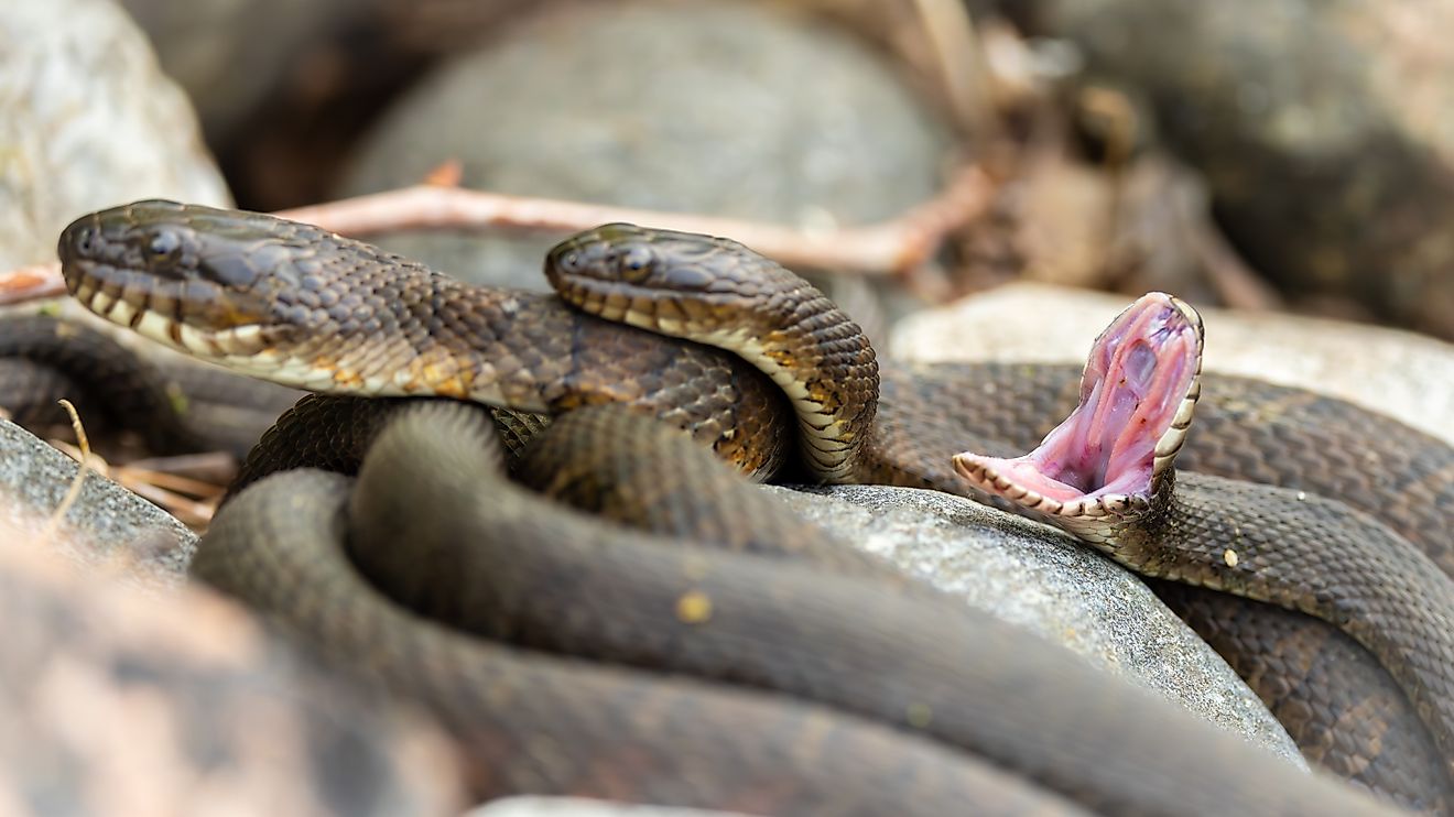 Northern water snakes