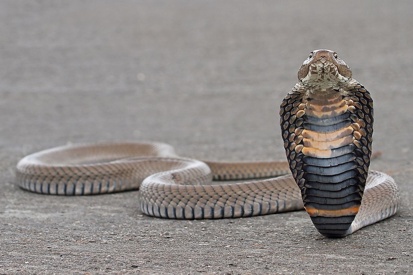 A Mozambique spitting cobra (Naja mossambica)
