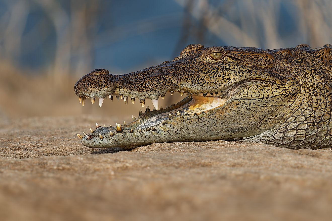 Mugger crocodile (Crocodylus palustris)