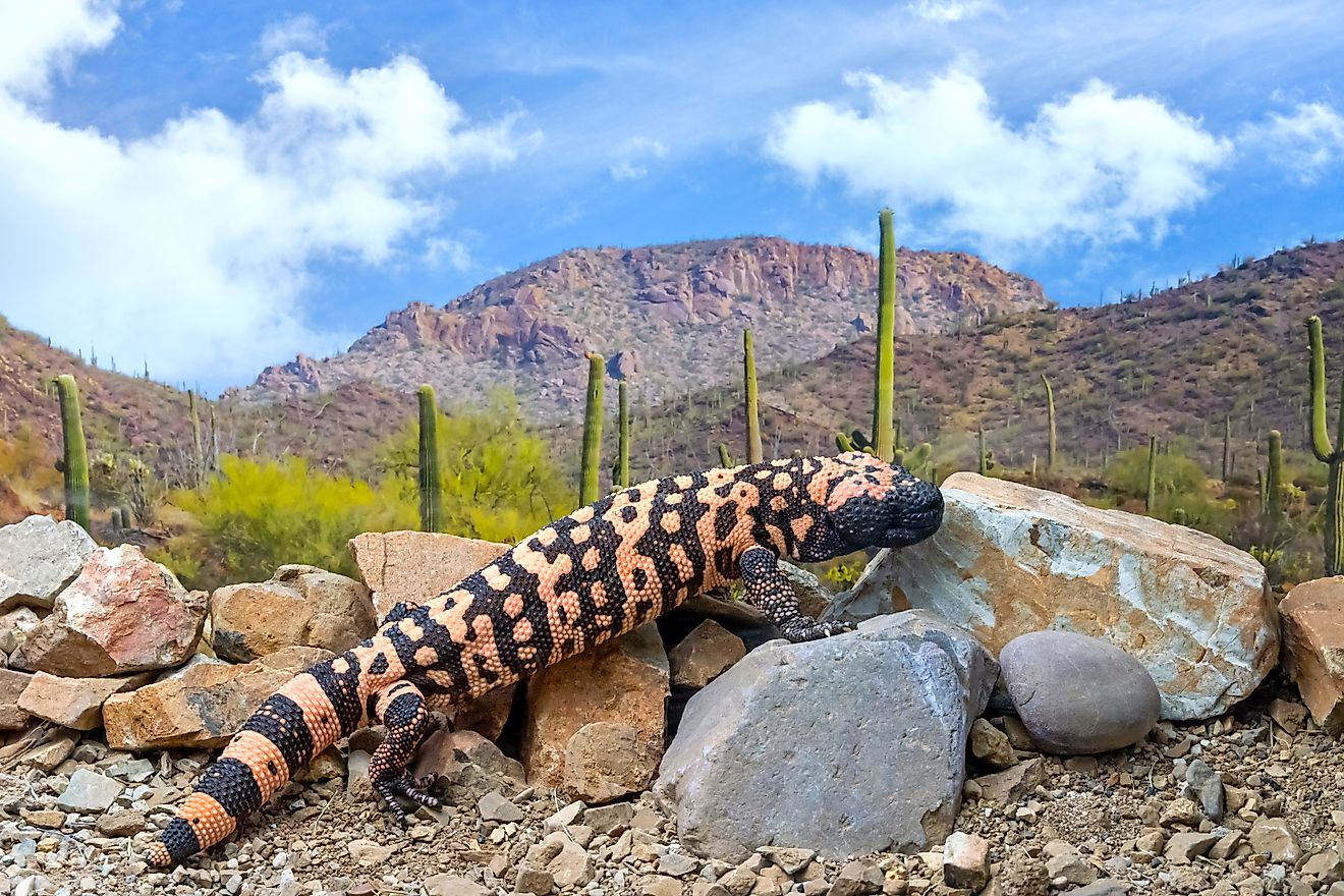 A Gila monster in its natural habitat.