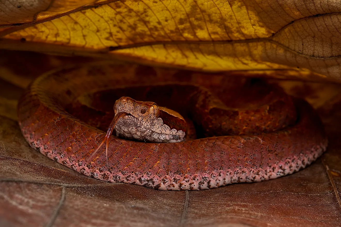 A Malayan pit viper (Calloselasma rhodostoma)