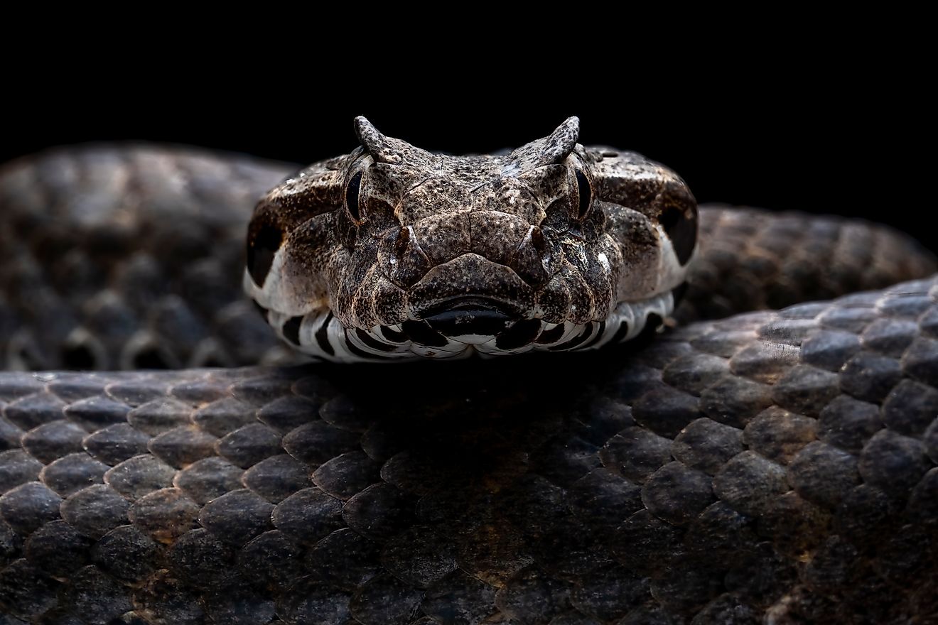 The common death adder (Acanthophis antarticus) is highly venomous. Via Shutterstock / Lauren Suryanata