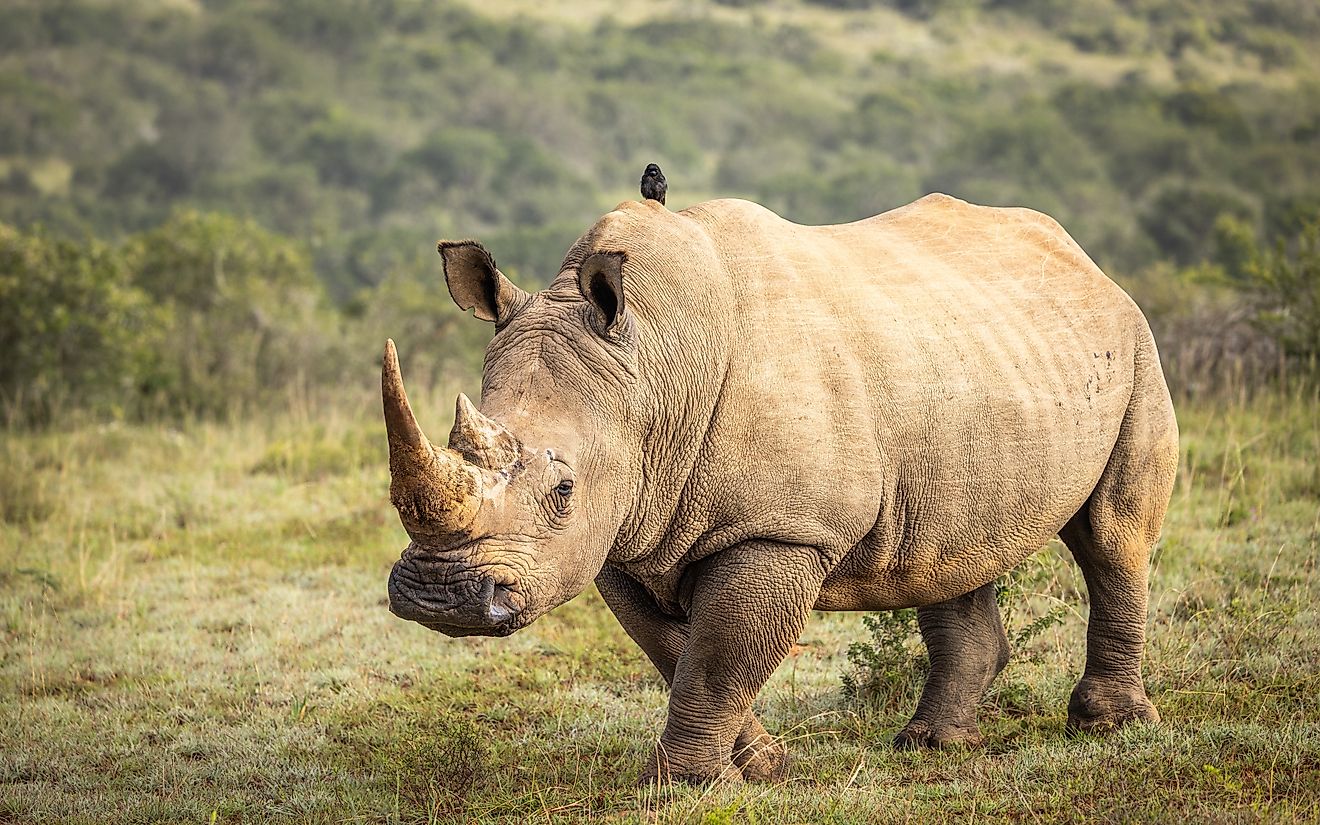 A white rhino (Ceratotherium simum)