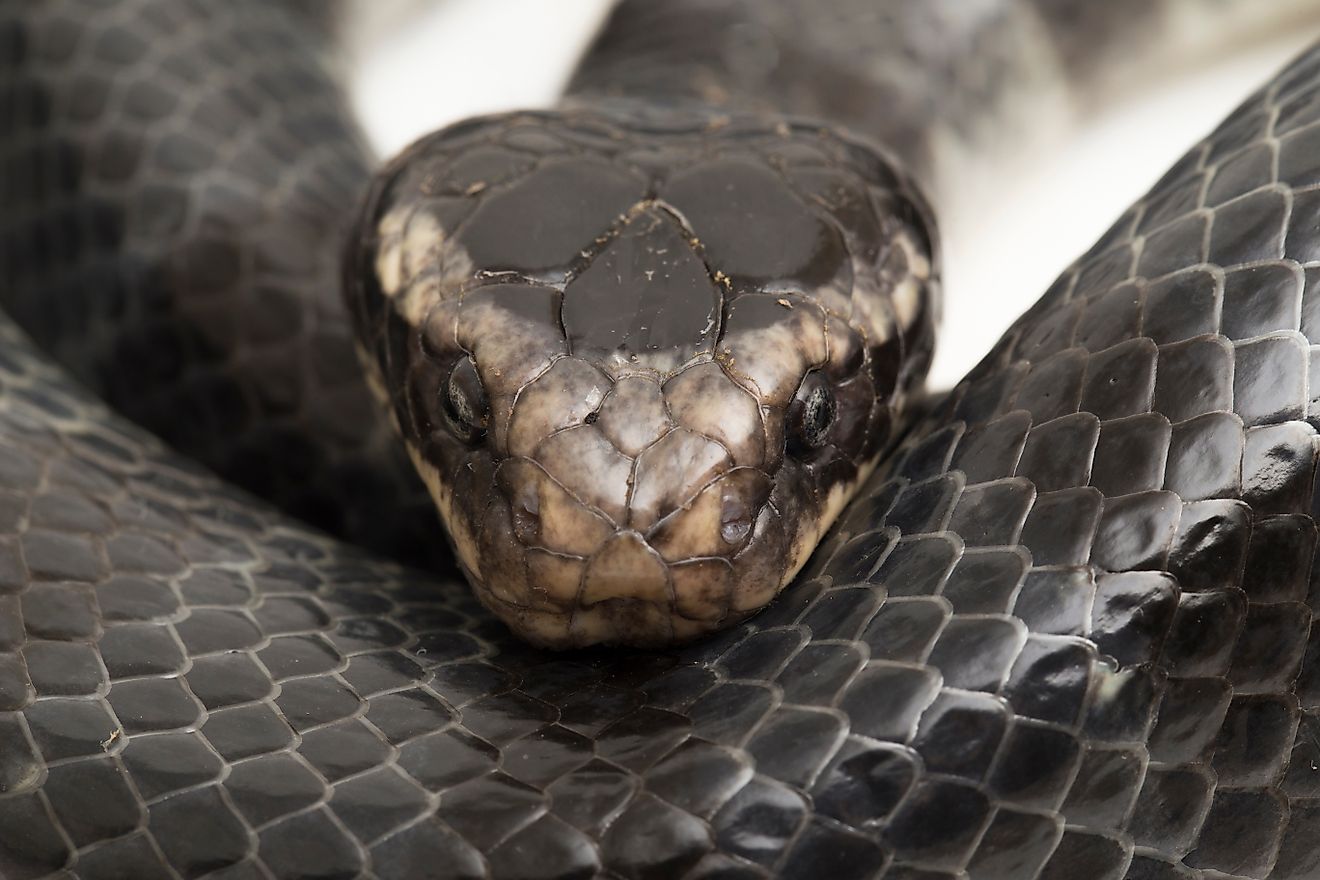 The yellow-lipped sea krait (Laticauda colubrina).