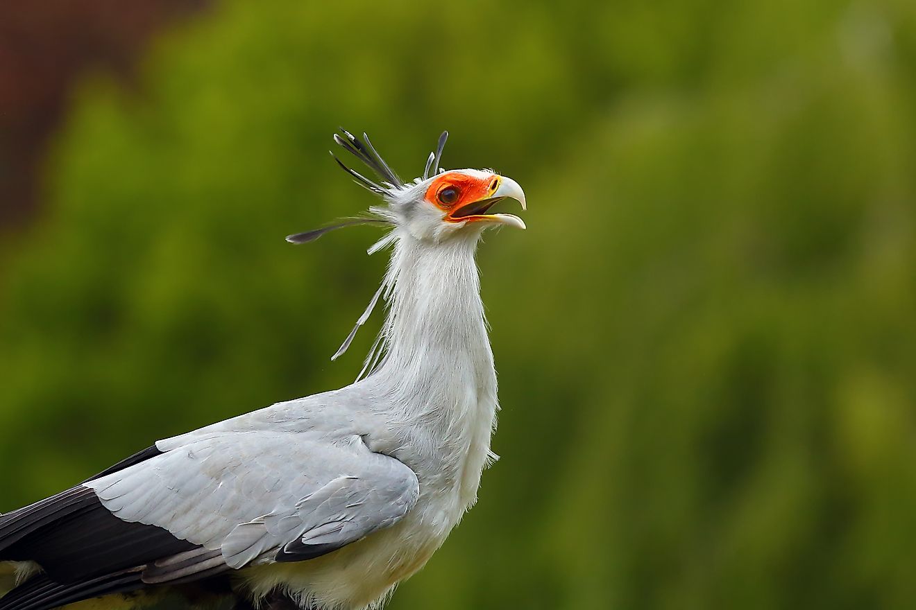 A secretary bird (Sagittarius serpentarius)