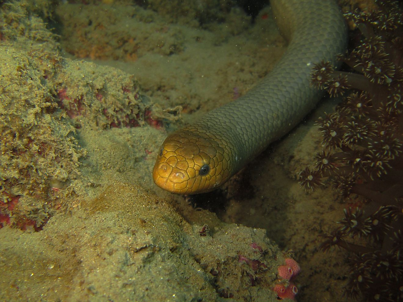 Large Olive Sea Snake Underwater Diving 