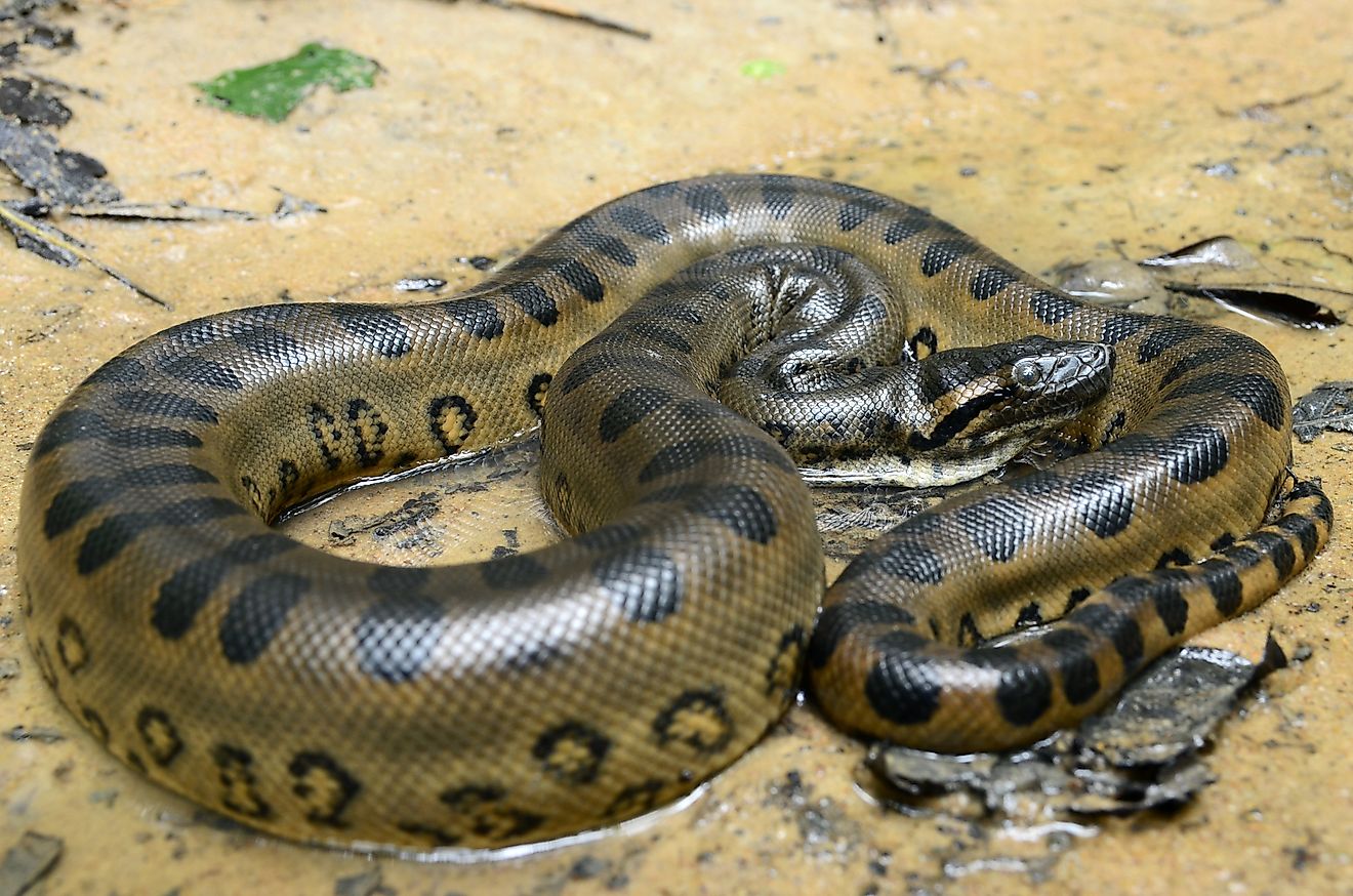 The green anaconda is the world's heaviest snake.