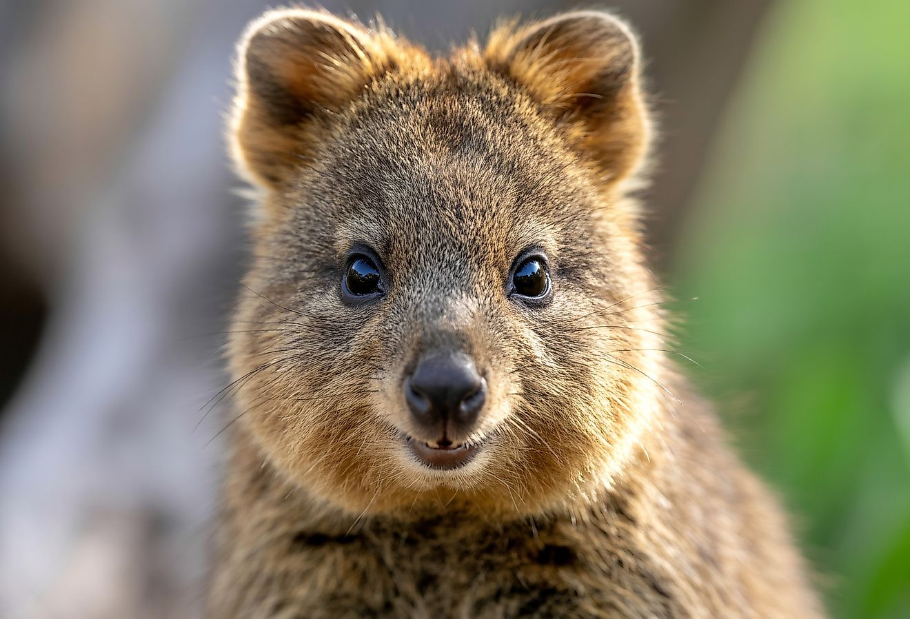 A close-up shot of a quokka, showcasing its adorable face and seemingly perpetual smile.