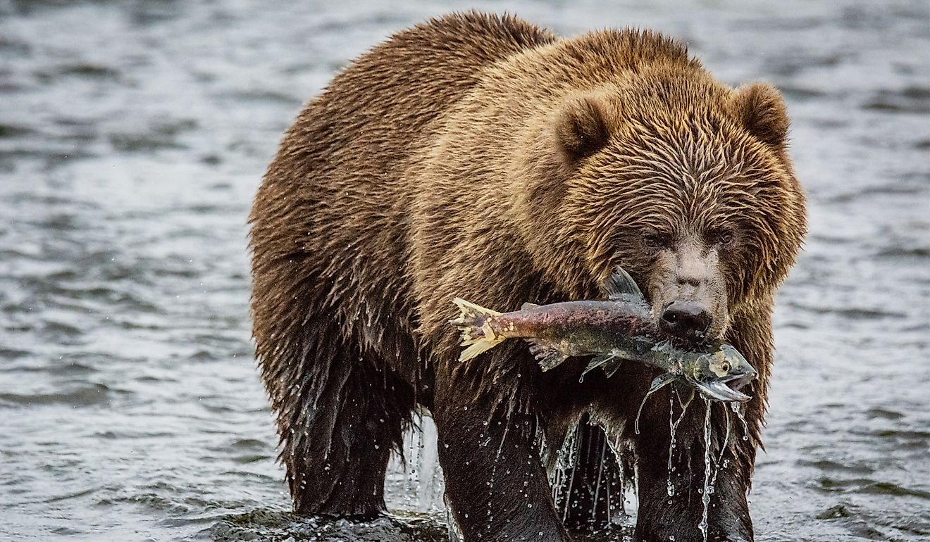 Kodiak Brown bear on Kodiak Island, Alaska, in the summer. Image credit: Jake Lange/Shutterstock