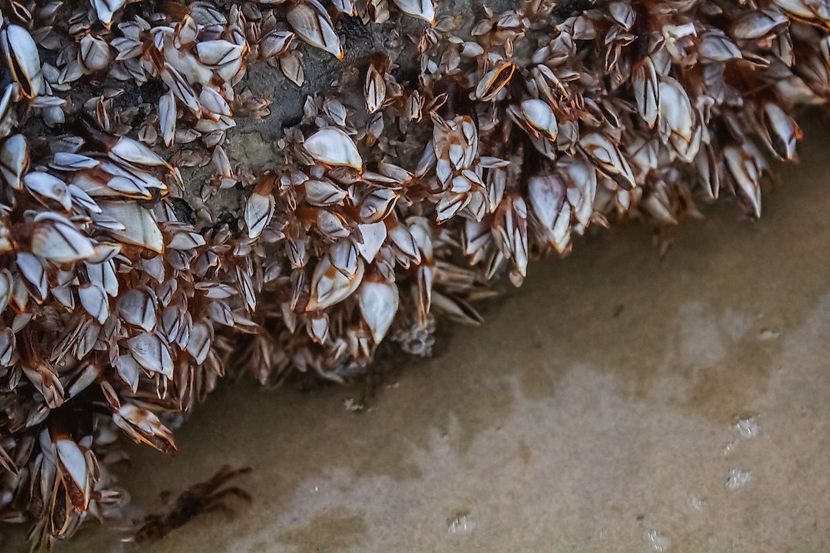 A piece of log along water, covered by zebra mussels. Image credit: Yaman Mutart/Shutterstock.com