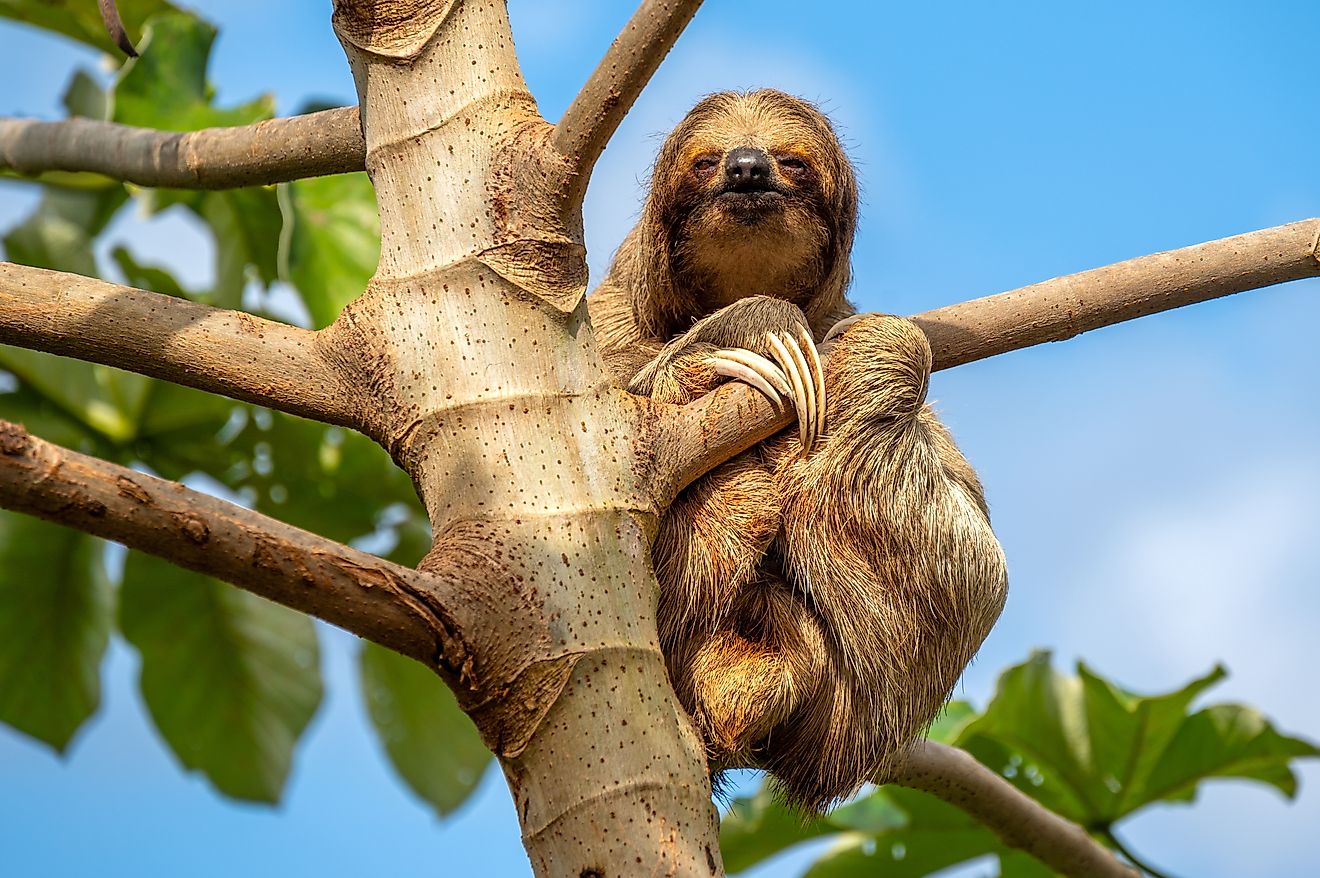 A sloth sitting on a tree branch.