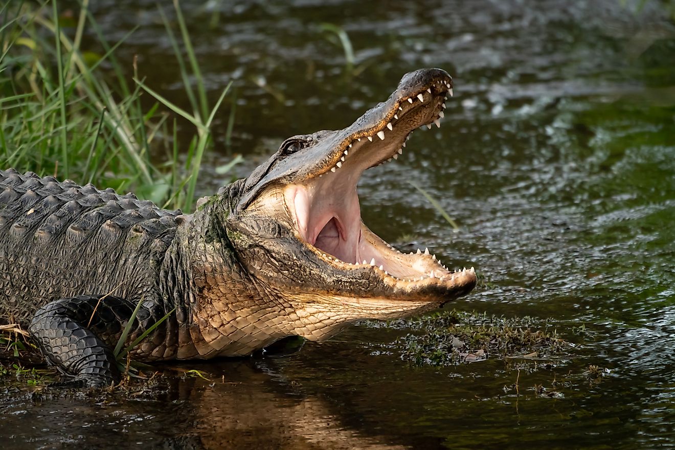 An American alligator in an attacking mood.