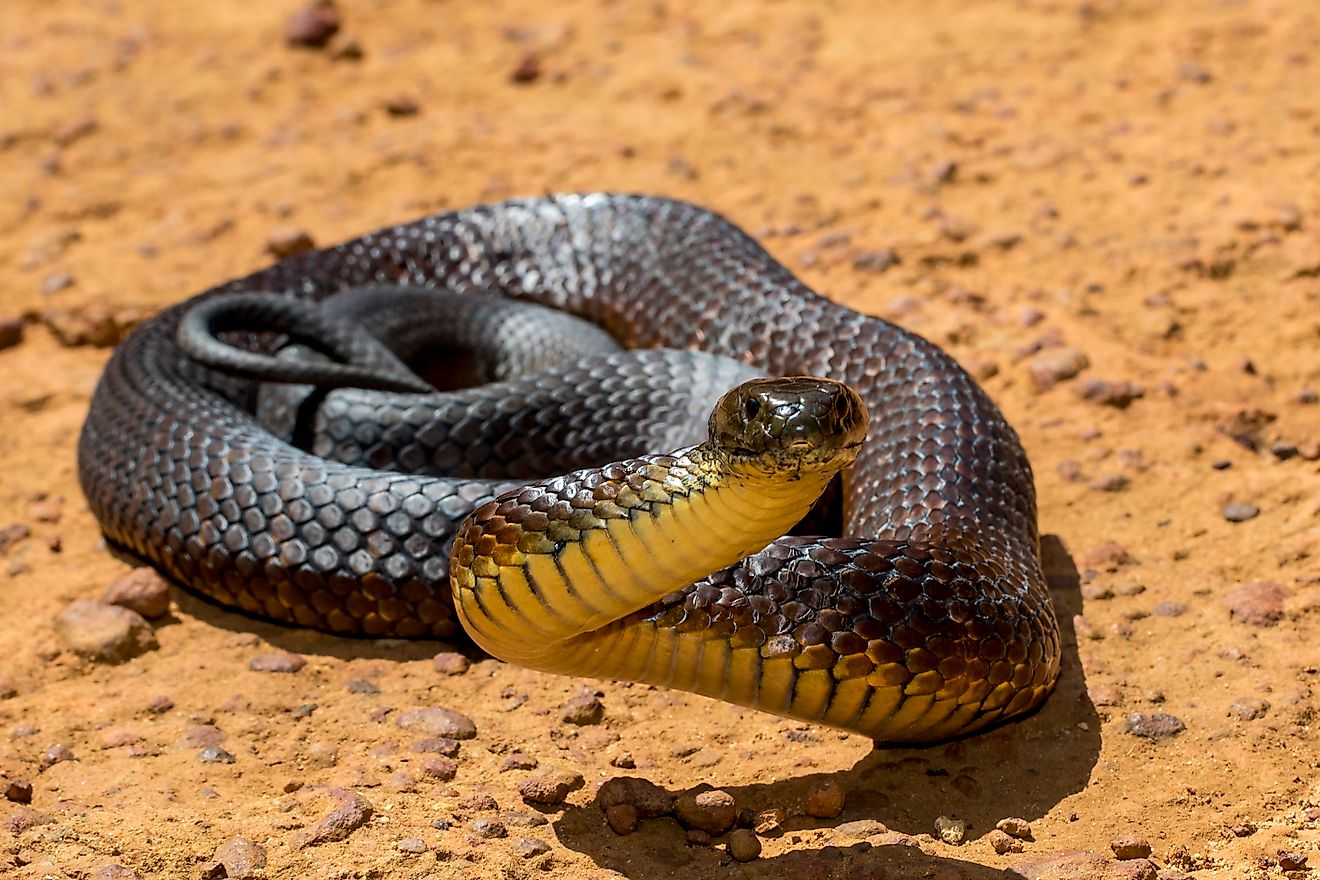An Australian tiger snake.