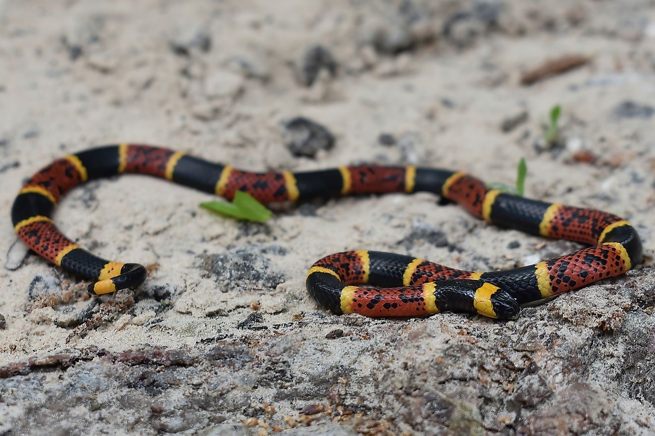 Texas Coral Snake (Micrurus tener)