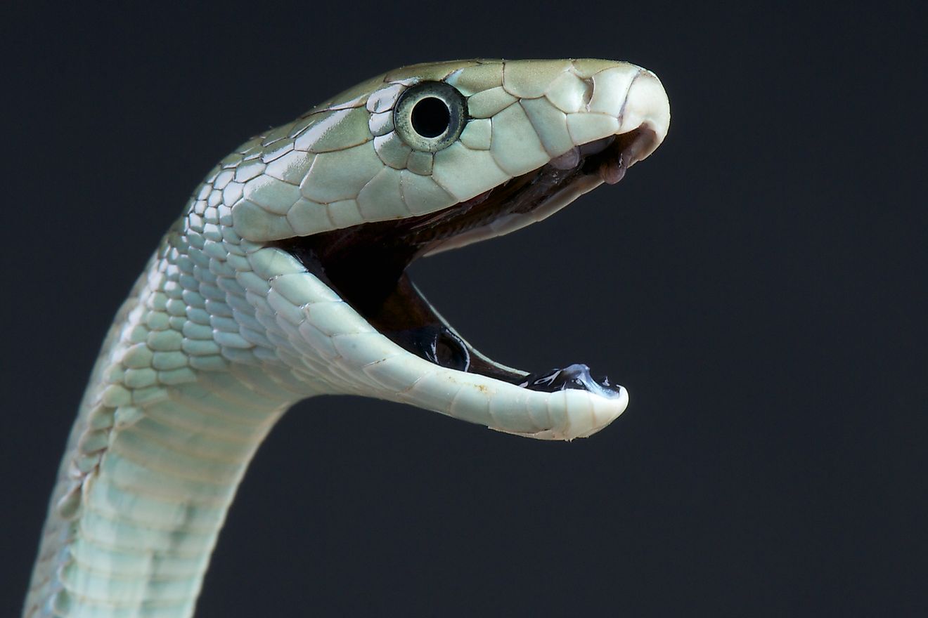 Black mamba biting / Dendroaspis polylepis (Credit: reptiles4all via Shutterstock)