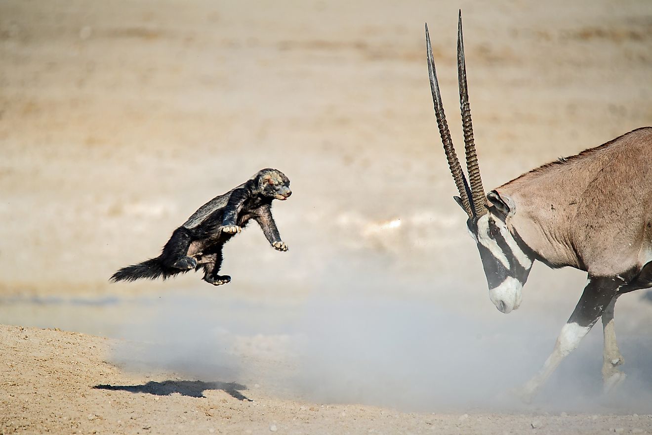 Honey badger and oryx fight at a waterhole in Etosha National Park, Namibia. Via Shutterstock / Dirk Theron.