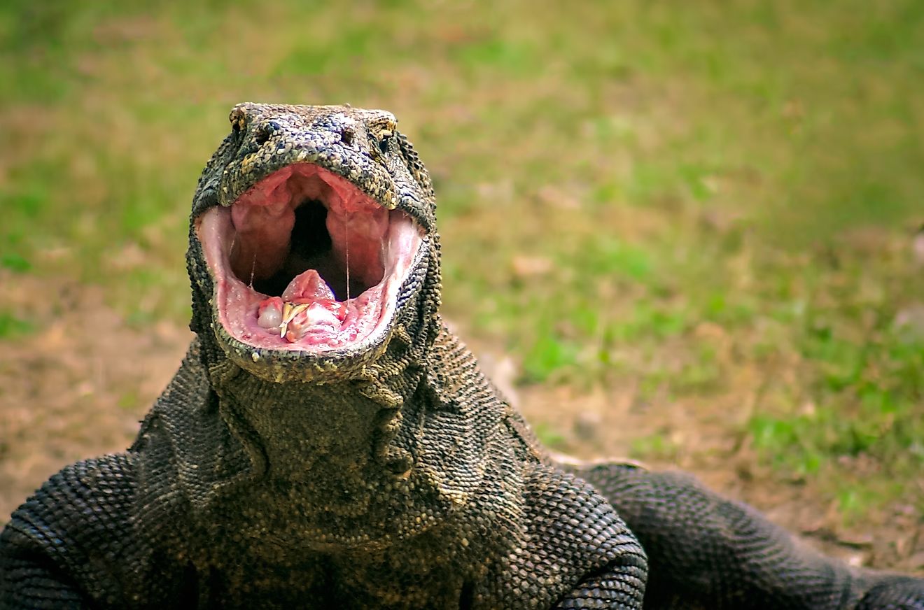Endangered giant Komodo dragon looking for food, Komodo Island, Indonesia