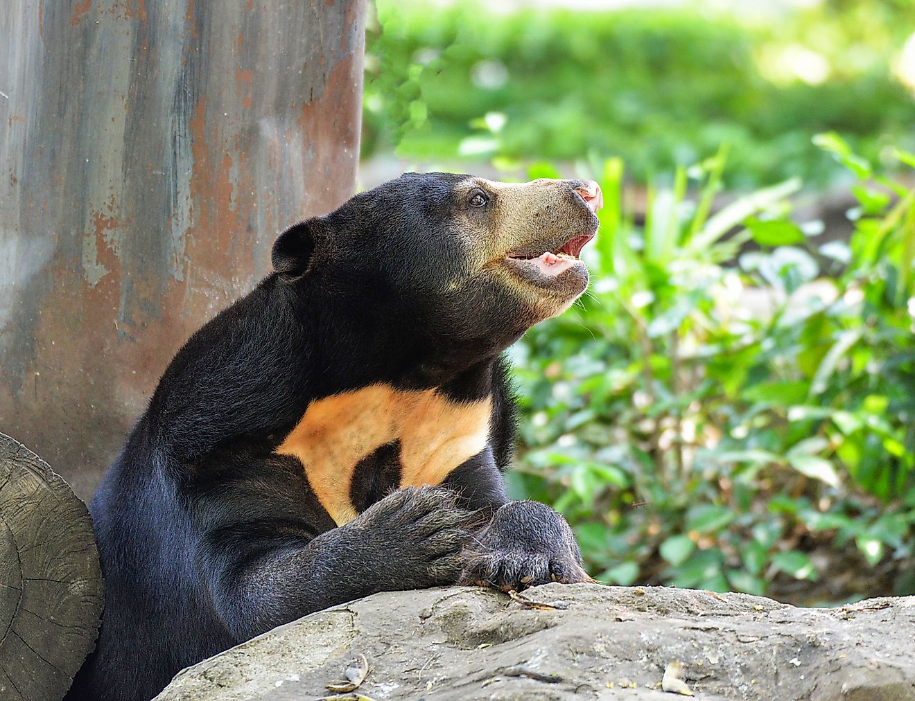 Sun bear (Credit: Bigc Studio via Shutterstock)