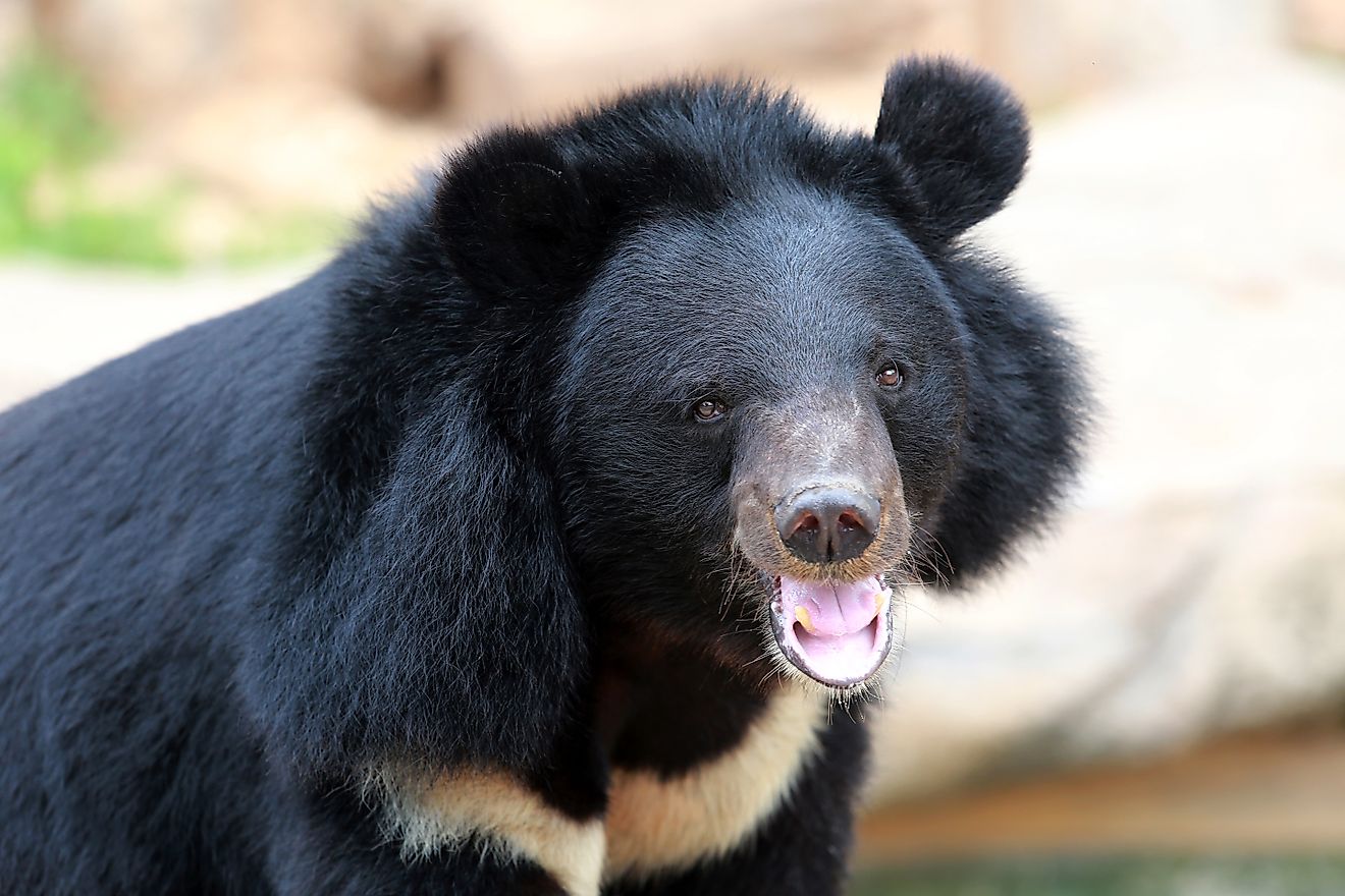 Closeup portrait of an Asian Black Bear. 