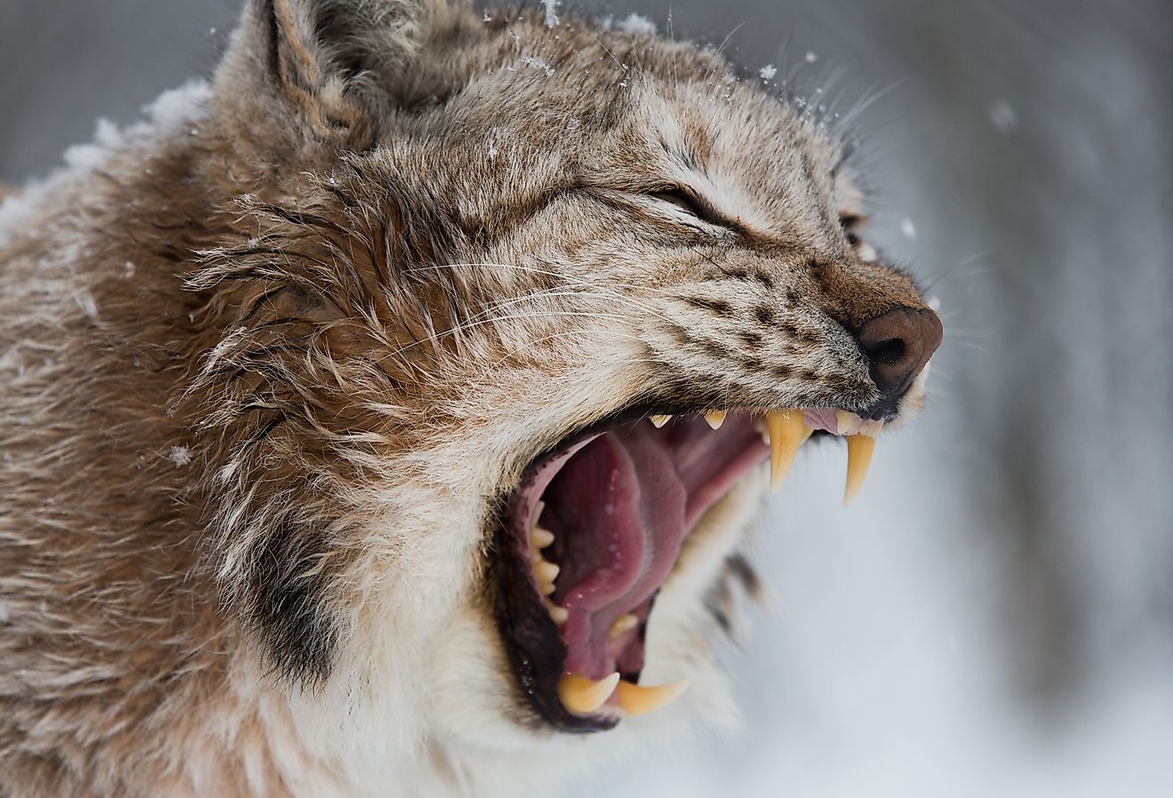 European Lynx angry with mouth open, showing teeth and hissing.