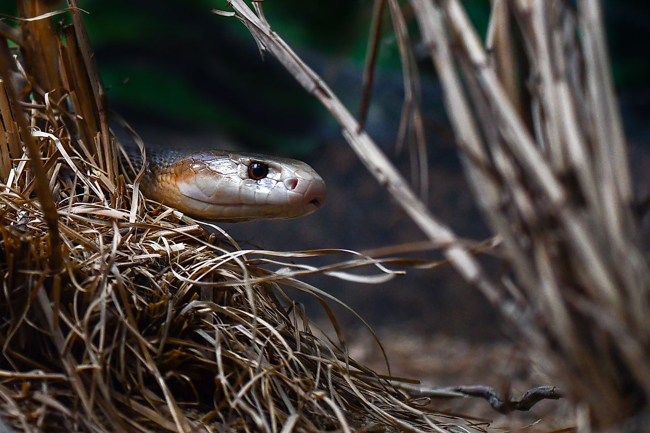 Coastal taipan crawling through the grass. Via Shutterstock / Robert Styppa.