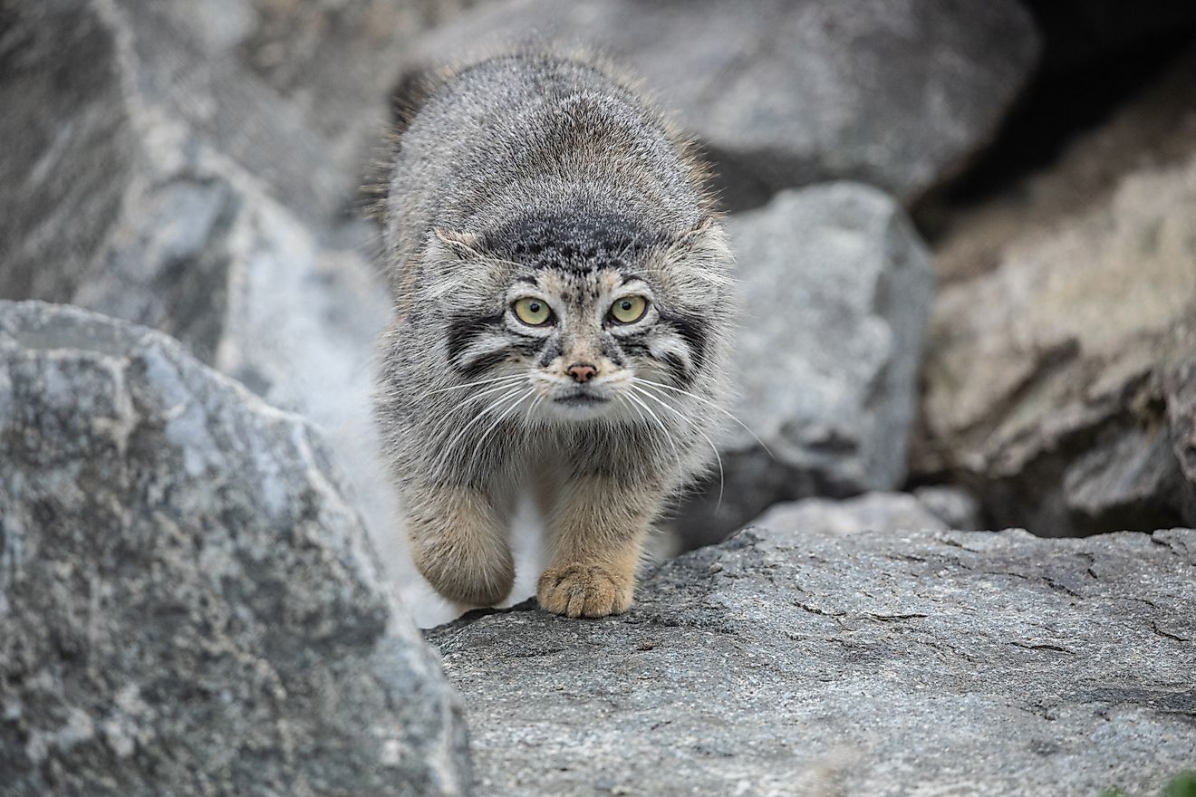 A Pallas's cat (Otocolobus manul)