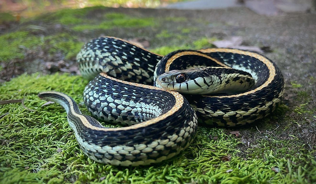 Common garter snake.