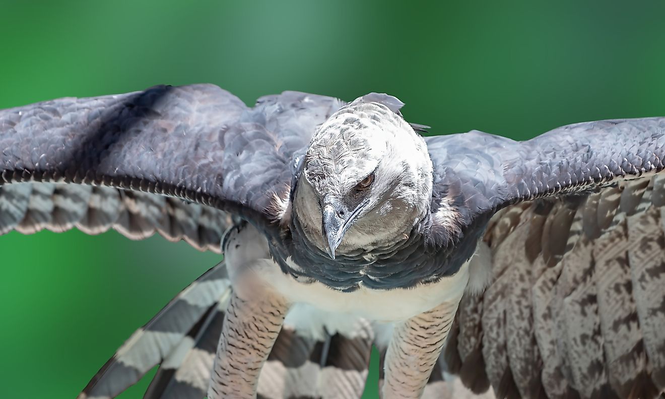 A harpy eagle (Harpia harpyja)